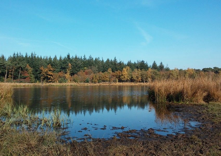 Buntven im 'Zandbos' (Sandwald) in Deurne
