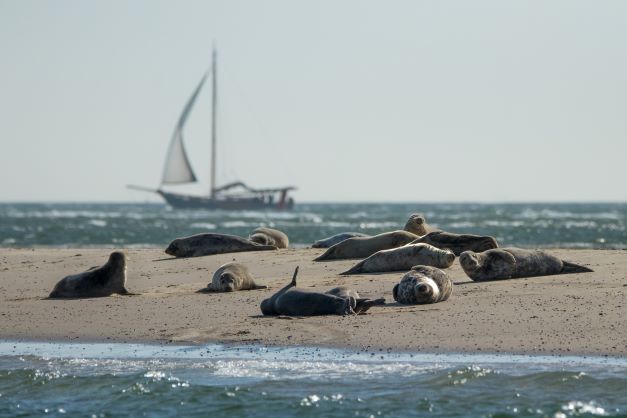 Groep zeehonden op zandplaat Vlieland, op achtergrond zeilboot