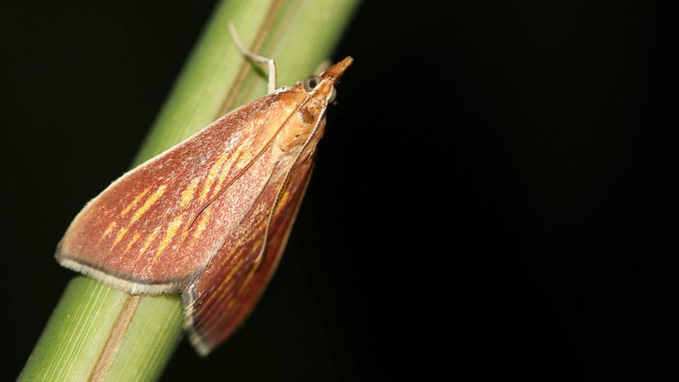 nachtvlinder-25628-moerasduiveltje_@Staatsbosbeheer