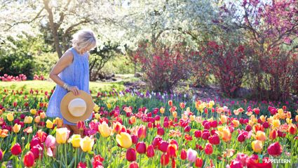 Vrouw tussen de tulpen