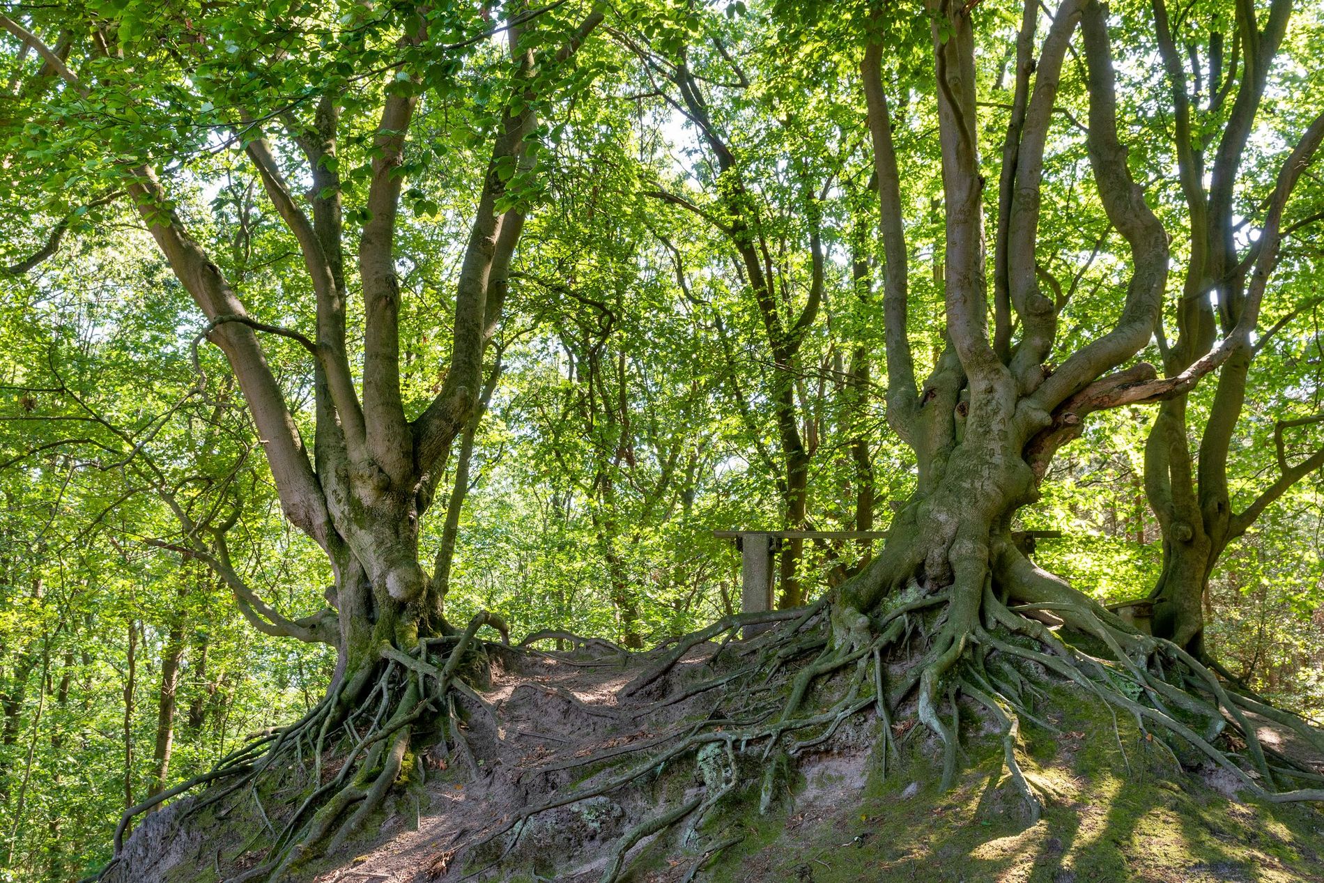 schietberg op landgoed 's-Heerenvijvers