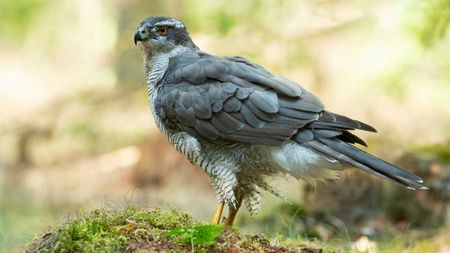 Roofvogels van de Oostvaardersplassen Almere