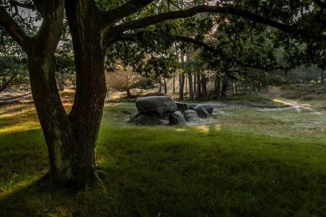 Een hunebed tussen de bomen waar het zonlicht doorheen breekt.