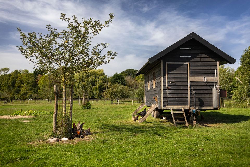 Landgoed Hof van Gunterstein in Breukelen, gemeente Stichtse Vecht, regio Utrecht. Vrijlopende kippen rond een houten mobiel kippenhok in een groene boomgaard met jonge fruitbomen op een zonnige dag.