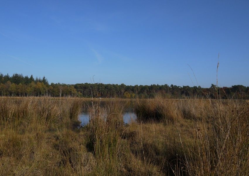 'Zandbos' (Sandwald) in Deurne