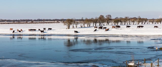 Besneeuwd weiland met koeien langs de rivier