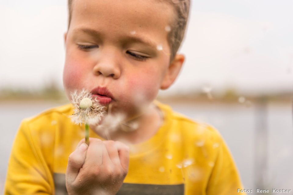 Jongetje blaast op een paardenbloem