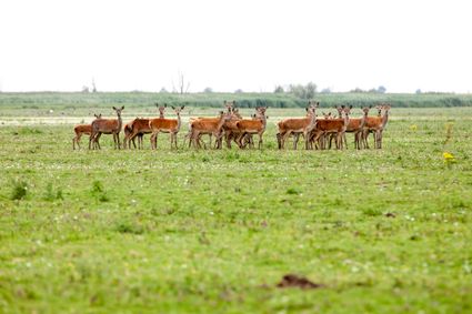 Roedel edelharten op open land.