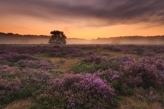 Een foto van de paarse heide bij de Maashorst.