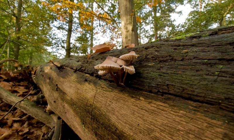 Boomstronk met daarop paddenstoelen tussen bomen en struiken.