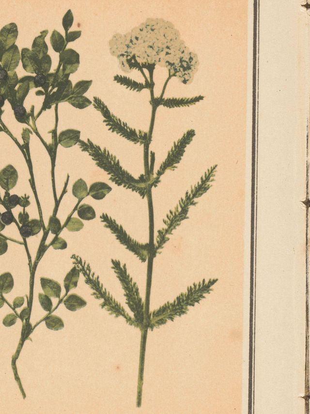 Duizendblad