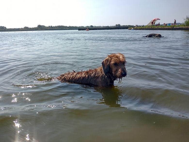 Honden mogen met de baasjes mee