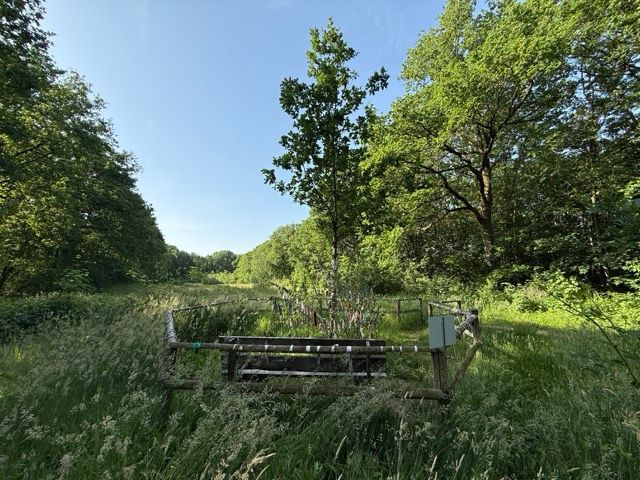 Wensboom in de vierwinden
