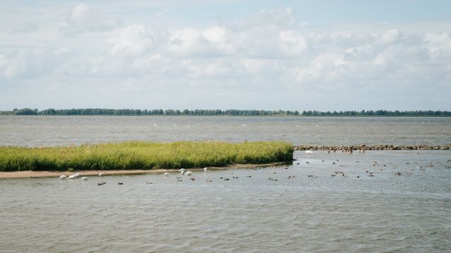 Vogels kijken vanuit vogelkijkhut Visarend