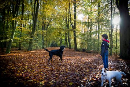 herfst amstelveen