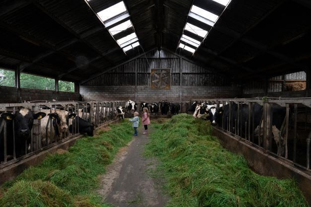 Kijkje in de stallen van de Martina Hoeve in Helmond