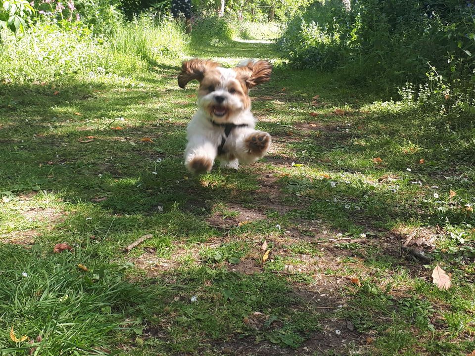 springende hond