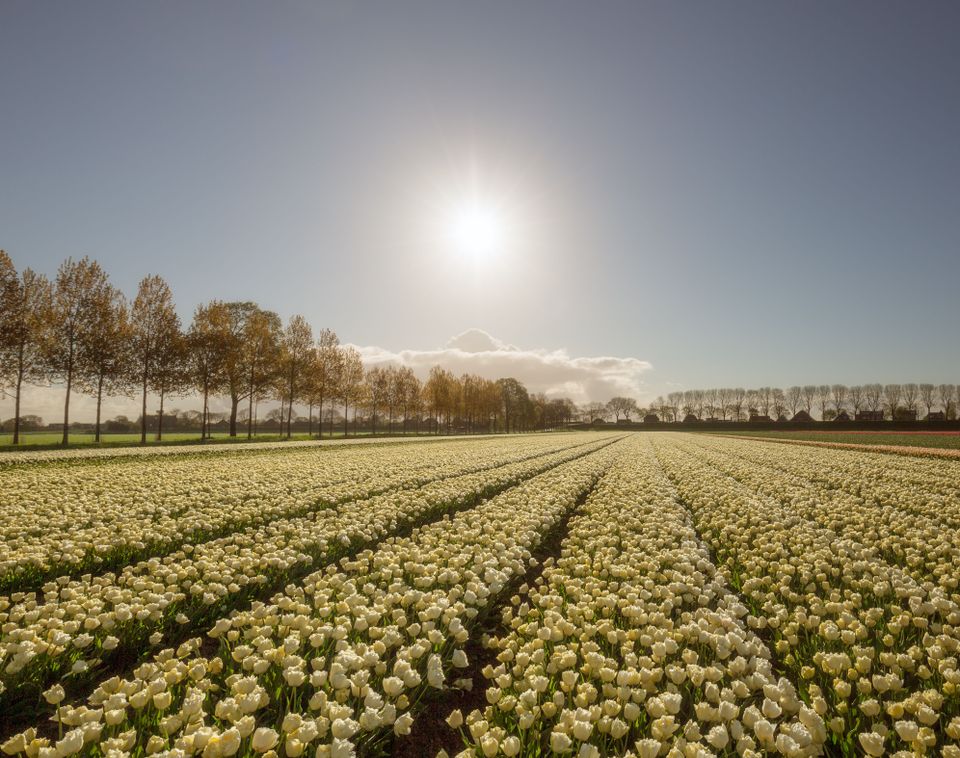 Tulpen in De Beemster