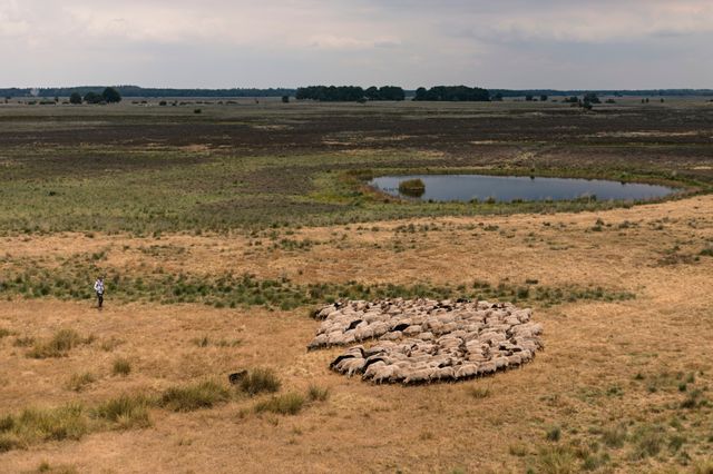 Luchtfoto van een schaapsherder die mijn zijn schaapskudde door de natuur loopt.