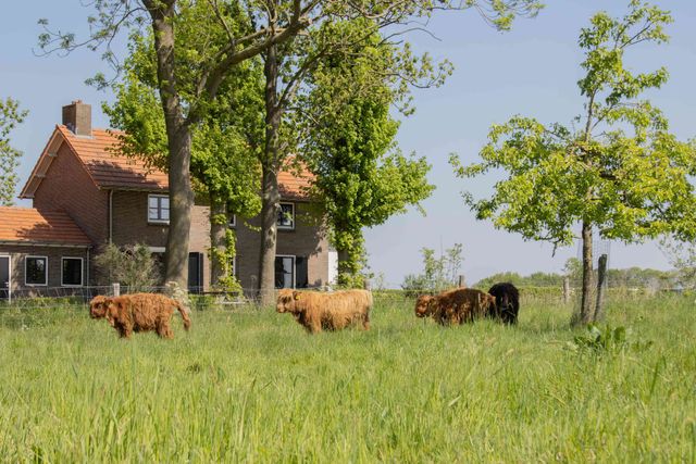 Gastenverblijf Grazelands met koeien in de wei