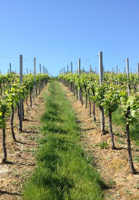 Vines at Wijndomein Stokhem in Limburg
