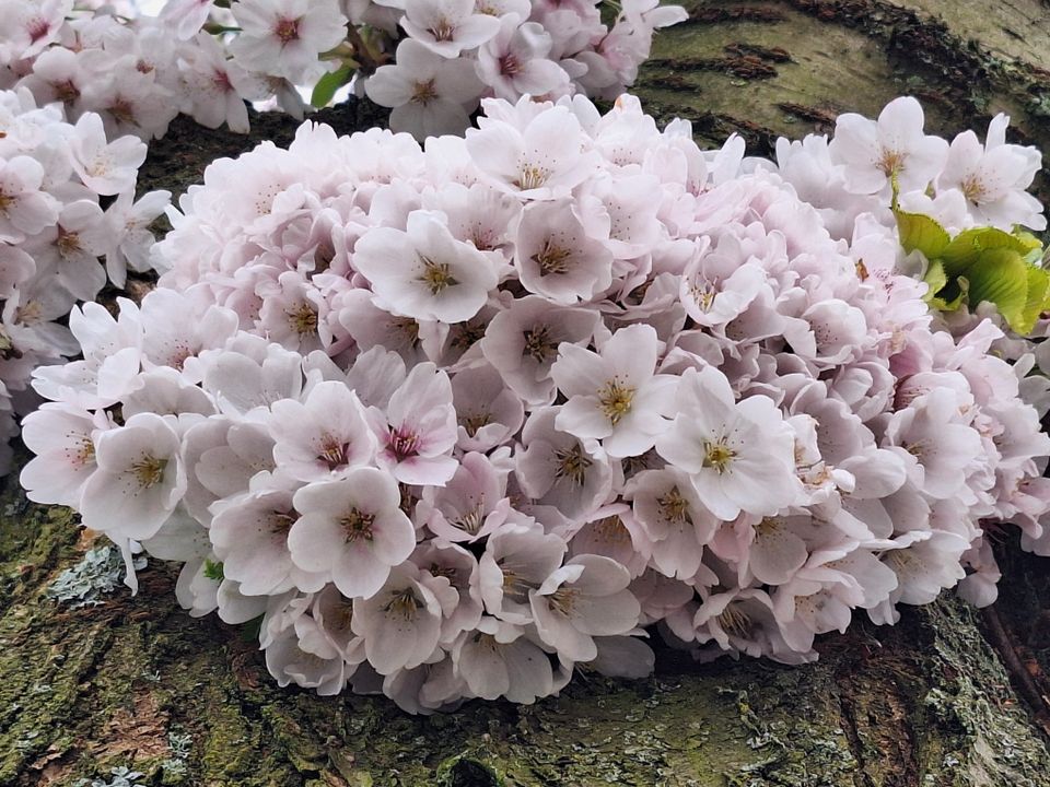 De bloesems van een Japanse sierkers