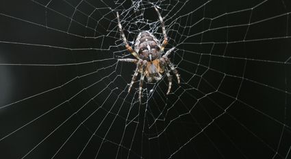 Een Kruisspin zit midden in zijn spinnenweb