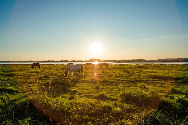 Grazende paarden in natuurgebied bij zonsondergang langs de Maas in Brabant, met water en bomen op de achtergrond.