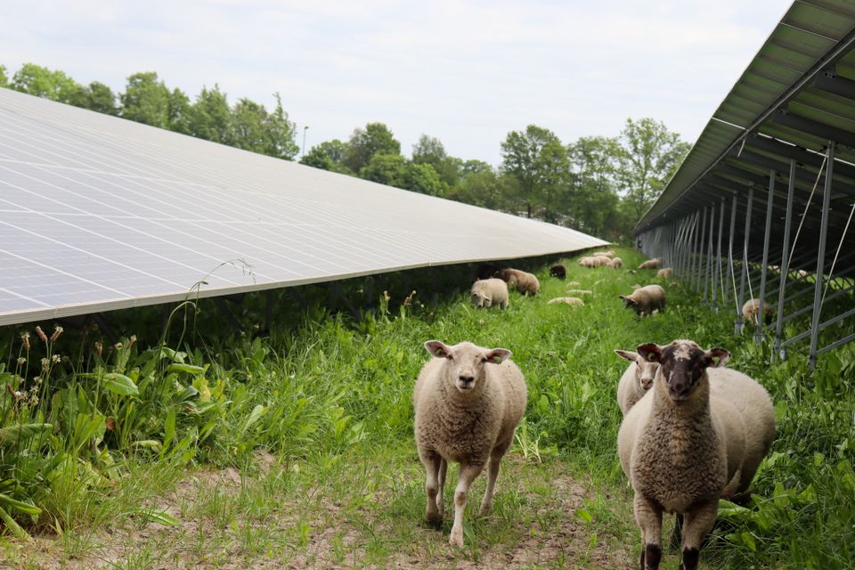 zonnepanelen met schapen