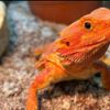 Avontuur met reptielen in Bibiotheek Harlingen