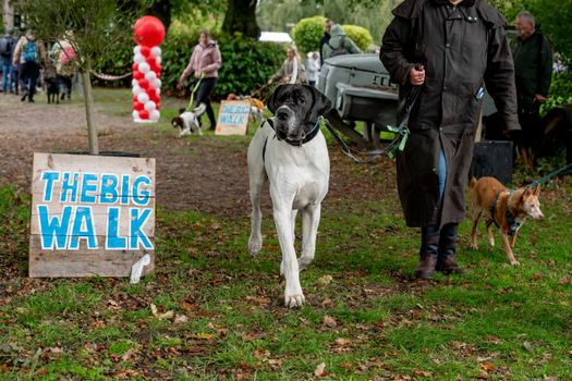 Hond bij The Big Walk