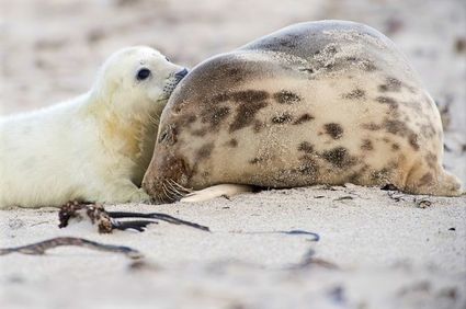 een zeehond met jong gespot tijdens een wadlooptocht in Friesland