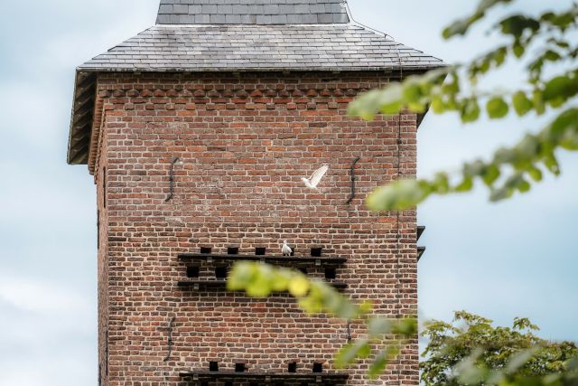 Duiven die op de duiventoren zitten