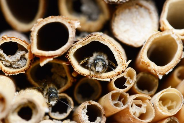 Een bij vliegt in een insectenhotel.