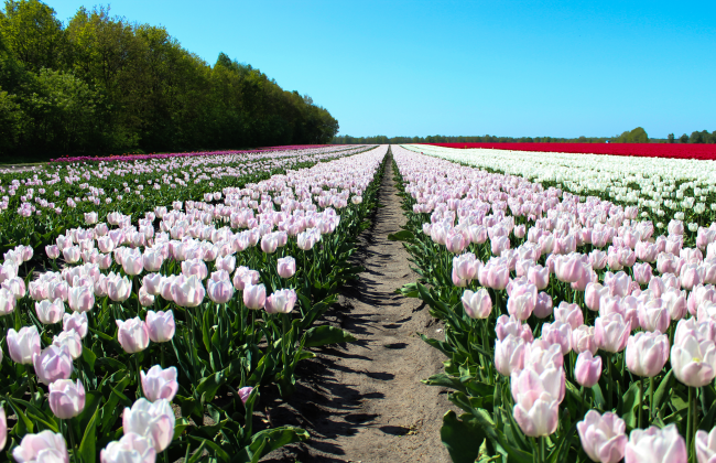 Rijen met verschillende kleuren tulpen in het Drentse landschap