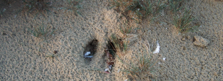 Dierenspoor