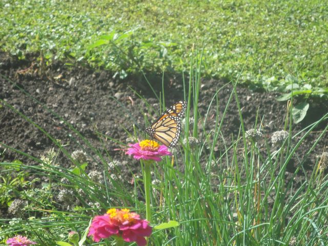 bloeiende plant langs veld