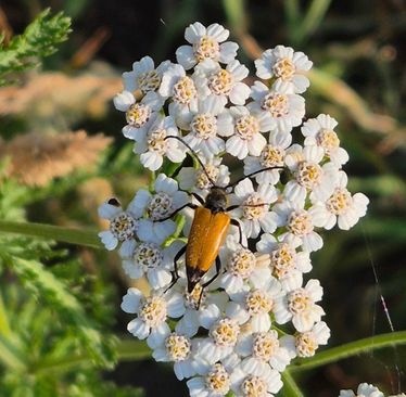 foto: Heem-Natuurgroep Sint-Oedenrode