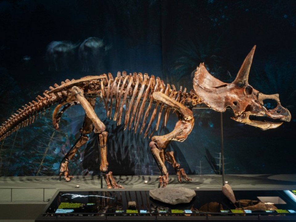 triceratops in de zaal dinotijd van het Naturalis