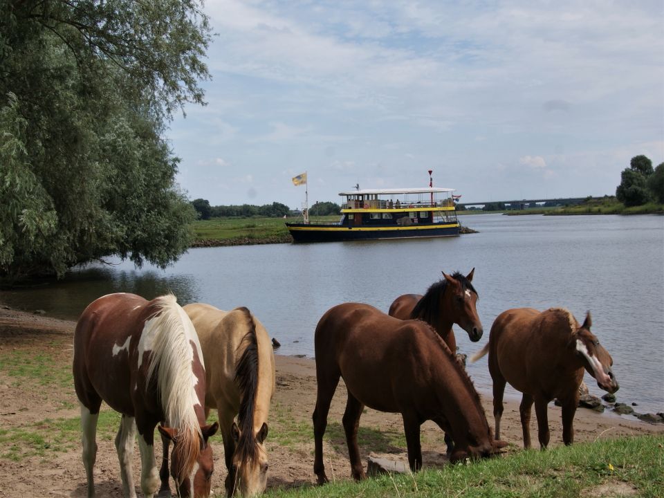 De Blauwe Bever aangemeerd bij de Jufferswaard met grazende konikspaarden.