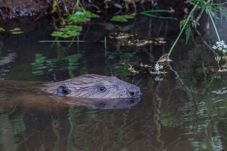 Een bever zwemt door een Drents beekje.