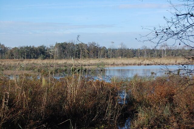 Ven op de Cartierheide