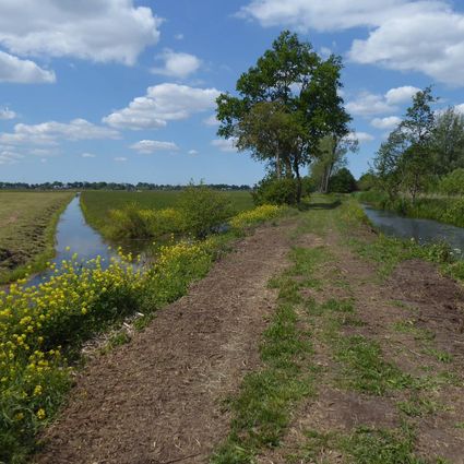 Een groen veld met een boom en een sloot