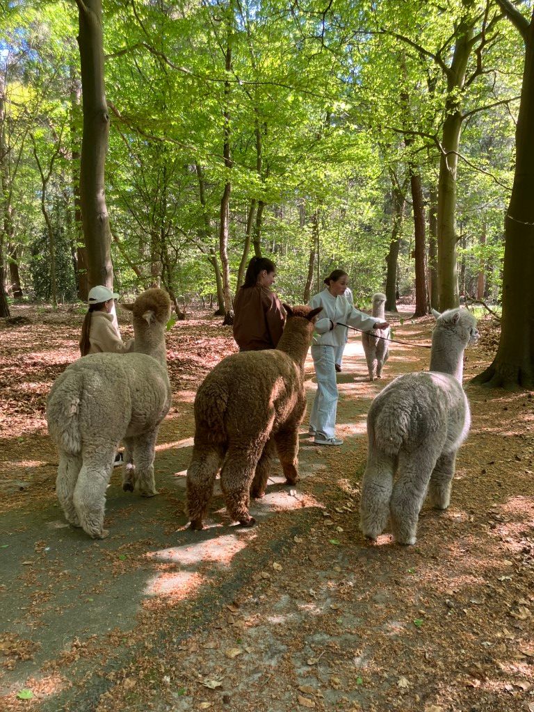 Wandeling met Alpaca's