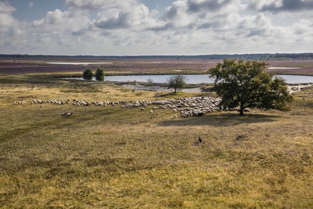 Luftaufnahme eines Schäferhundes, der die Herde auf einem Heidefeld am Wasser zusammentreibt.
