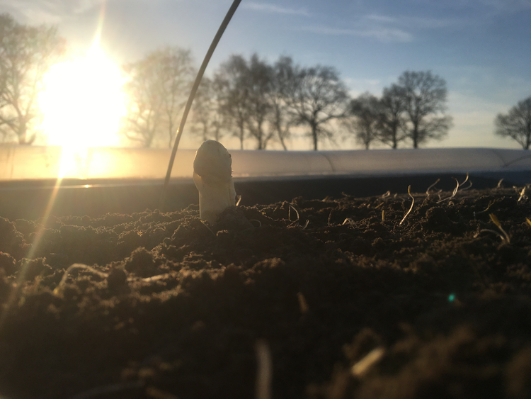 Asperges bij Boerderijwinkel Manders