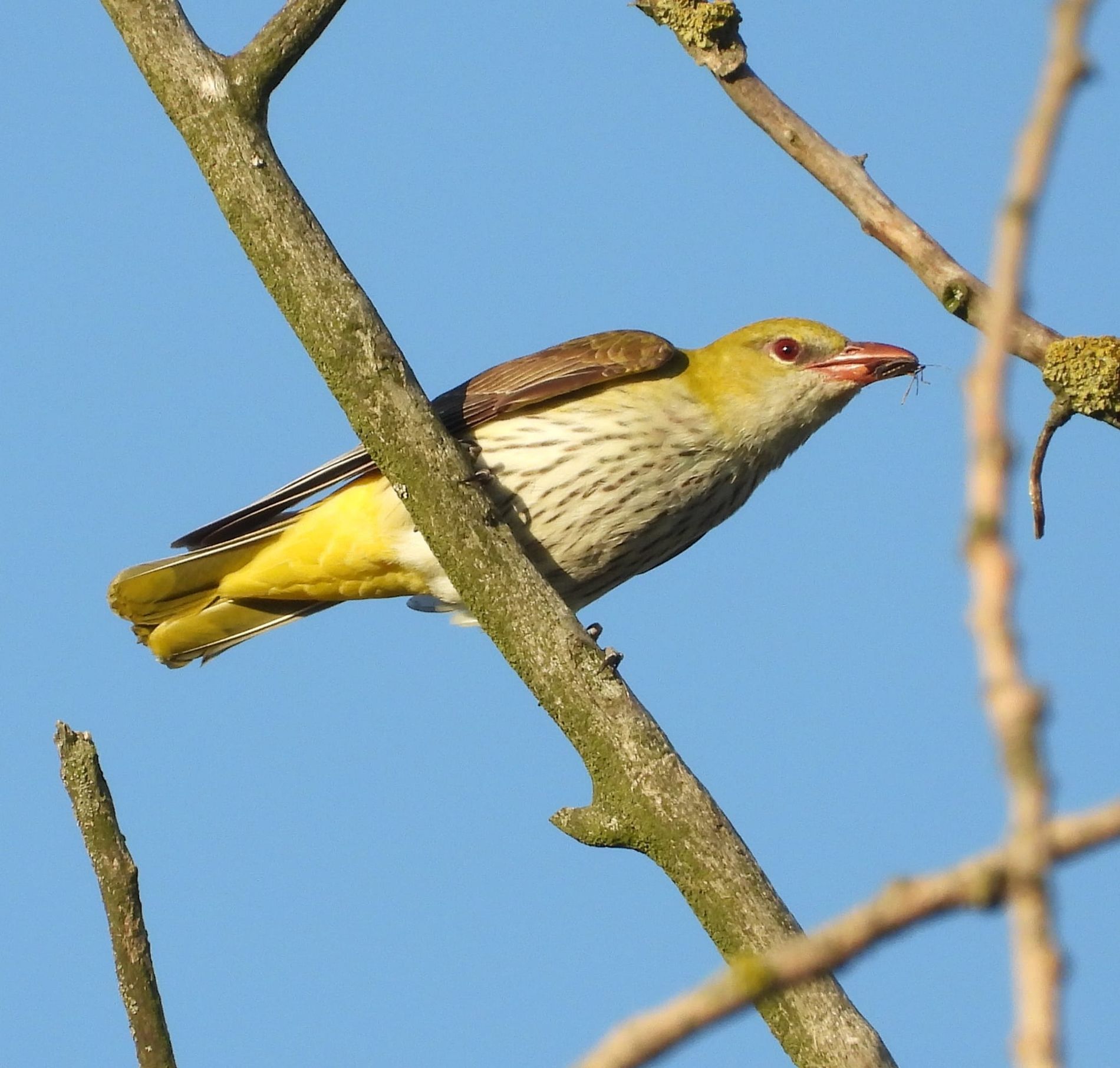 14 april Vogelwandeling Rulse Laarzenpad met IVN Geldrop