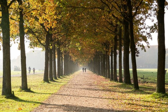 Wandelen Baarnse Bos
