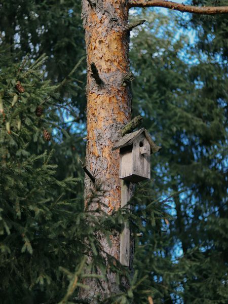 nestkastje aan dennenboom