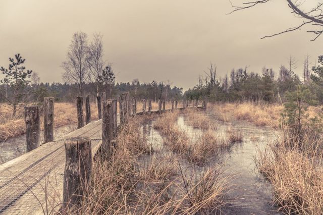 Een plankenpad in een winters landschap